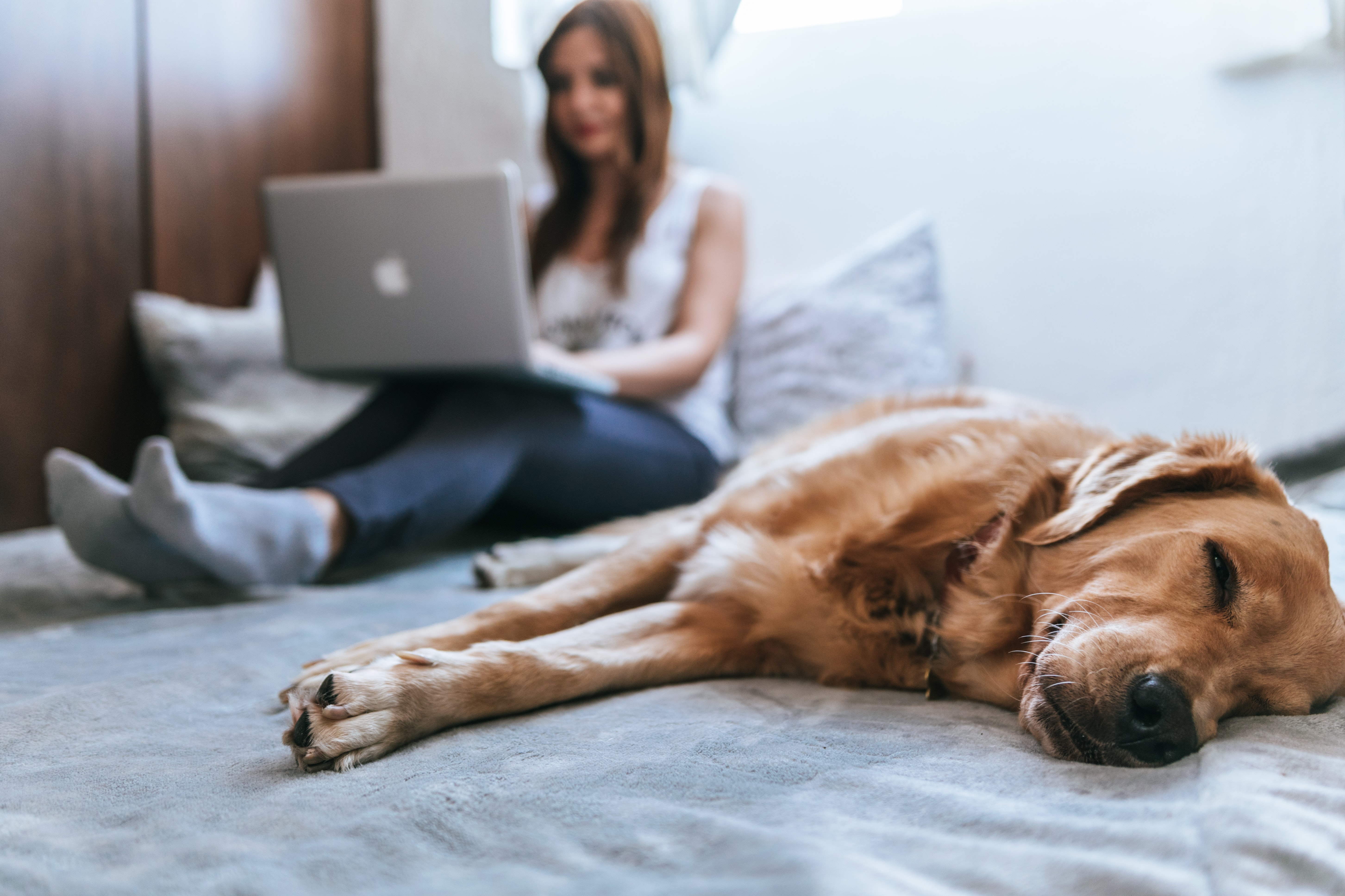 Woman behind the computer is sitting on the bed with a dog