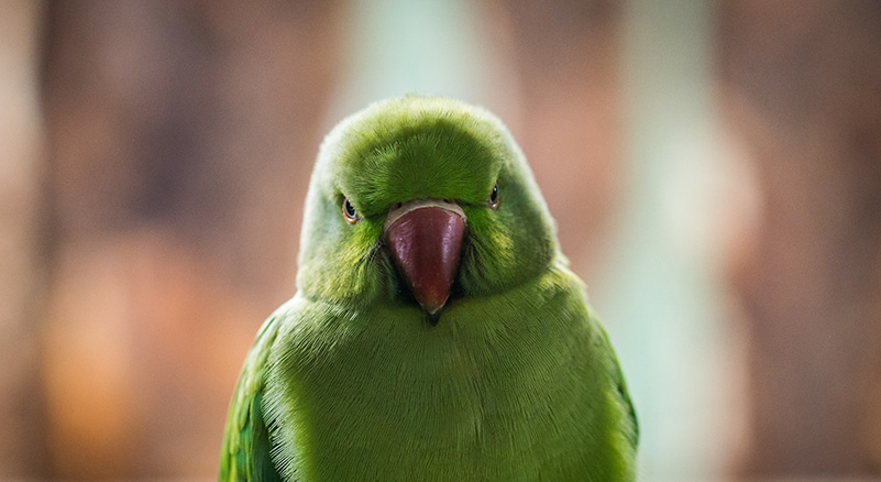 Angry parrot staring at us