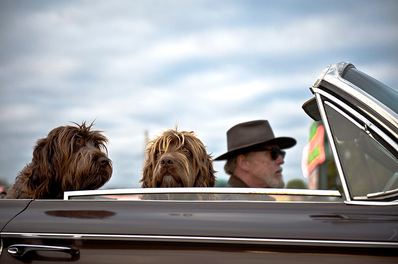 Two dogs sitting in the car