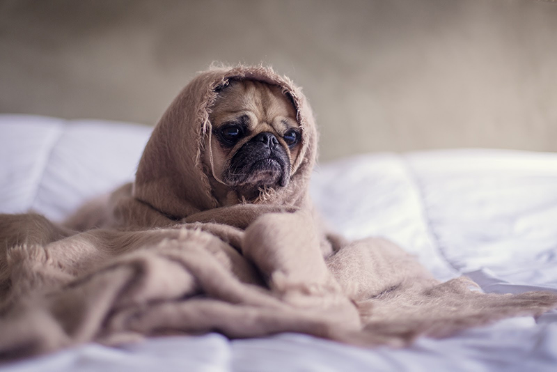 Some sad dog under the blanket