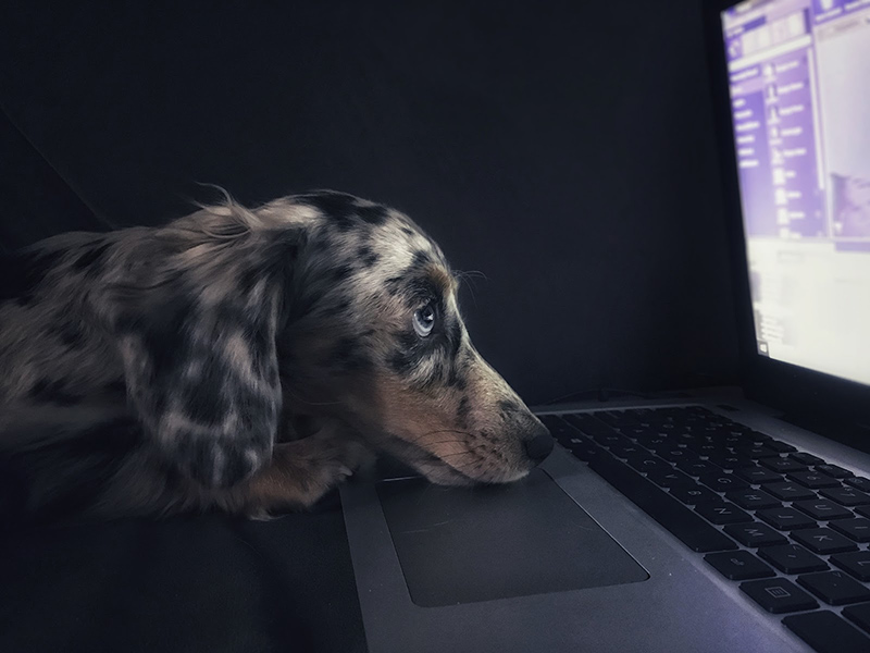 Poor dog staring at computer screen