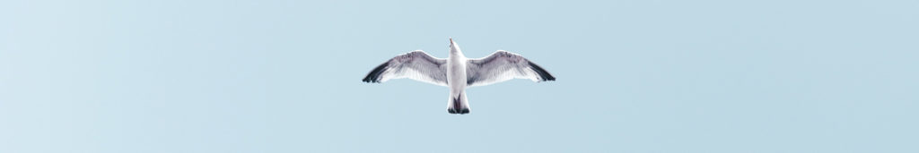 a seagull in the sky