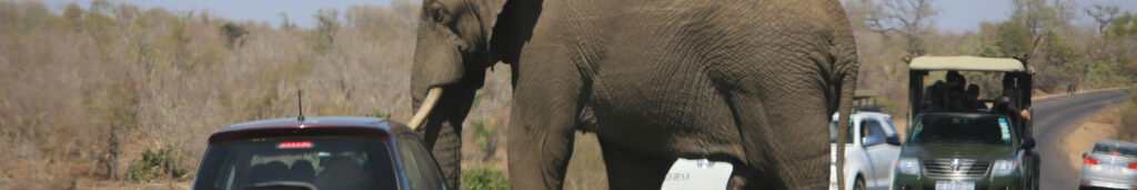 The clash of two worlds, elephant around cars